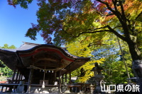 赤田神社のイチョウ