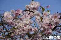 大村益次郎生誕宅跡の桜