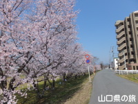 平川河川公園の桜並木