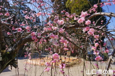 �ÌF�_�Ђ̎}����~