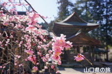 �ÌF�_�Ђ̖{�a�Ǝ}����~