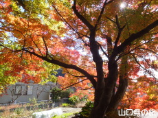 �敟���̍g�t