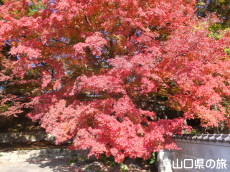 �敟���̍g�t