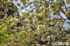 岩屋山地蔵院のウコン桜