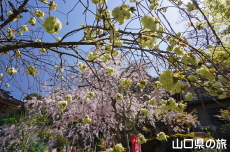 �E�R�����Ɣ��d�g�����