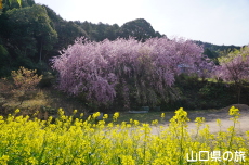八重紅枝垂桜