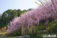 八重紅枝垂桜