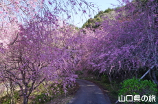 ���d�g�}����