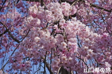岩屋山地蔵院の桜