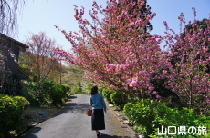 �≮�R�n���@�̍�