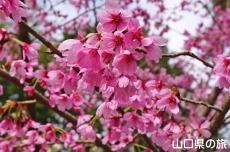 �v�����Z�X��