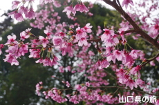 �v�����Z�X��