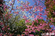 白妙とプリンセス雅