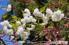 白妙桜