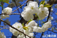 白妙桜