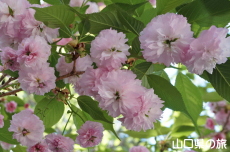 鬼無稚児桜