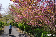 �≮�R�n���@�̍�