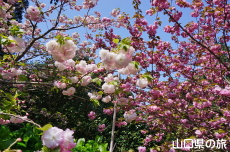 八重紅虎の尾と松月桜