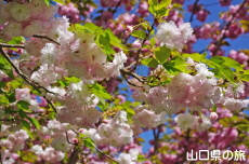 松月桜と八重紅虎の尾