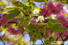 ��߉��Ɣ��d�g�Ղ̔�