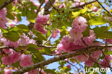 八重紅虎の尾と御衣黄