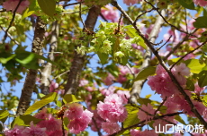八重紅虎の尾と御衣黄