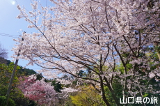 �≮�R�n���@�̃\���C���V�m