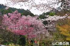 麒麟桜と一重しだれ桜