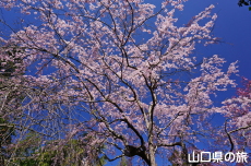 一重枝垂れ桜
