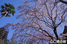 一重枝垂れ桜