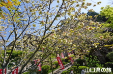 岩屋山地蔵院のウコン桜