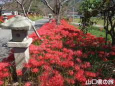 小鯖八幡宮の彼岸花