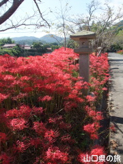 小鯖八幡宮の彼岸花