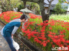 小鯖八幡宮の彼岸花