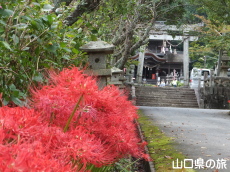 小鯖八幡宮の彼岸花