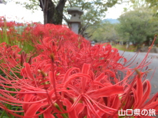 小鯖八幡宮の彼岸花