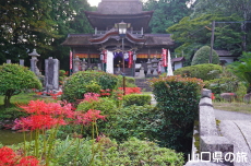 鰐鳴八幡宮の彼岸花