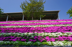 セミナーパークの芝桜