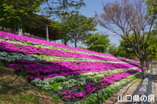 セミナーパークの芝桜