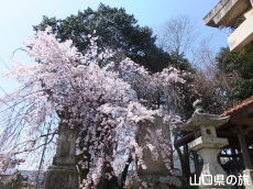 �������{�̎}�����