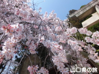 今八幡宮の枝垂れ桜