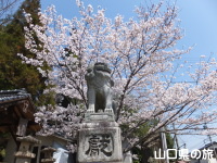 今八幡宮の桜