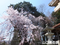 今八幡宮の枝垂れ桜