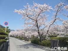 一の坂川の桜