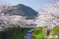 一の坂川の桜