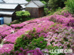 専称寺