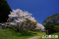 石井ダムパークの桜