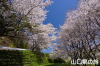 石井ダムパークの桜