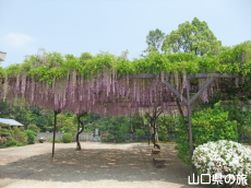 教徳寺の藤棚