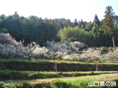 余田臥龍梅